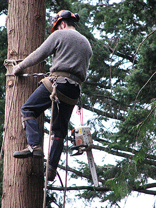 Tree Service, Sunshine Coast, BC