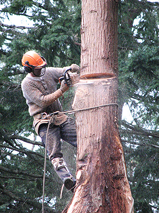 Tree Service, Sunshine Coast, BC Tree Service, Sunshine Coast, BC