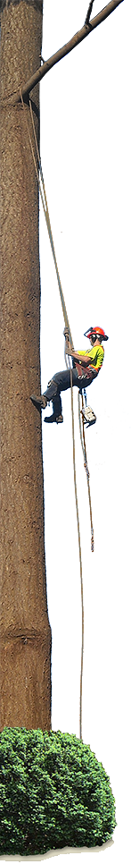 Tree Service, Sunshine Coast, BC Tree Service, Sunshine Coast, BC