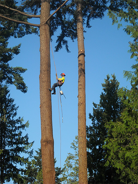 Tree Service, Sunshine Coast, BC