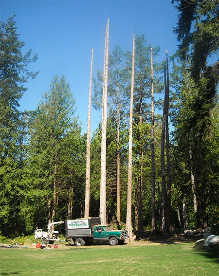 Tree Service, Sunshine Coast, BC